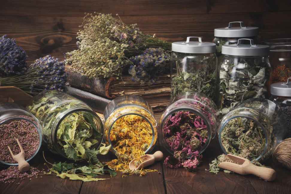  The Rise of Plant-Based Medicine: Exploring Herbal Remedies